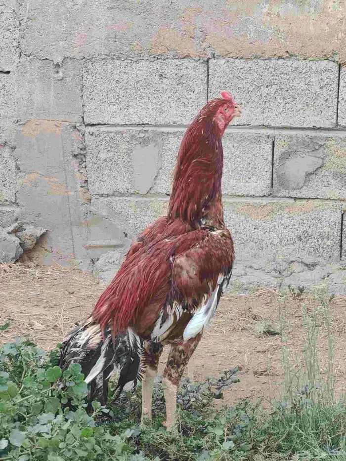 دجاج سندي تم البيع 3