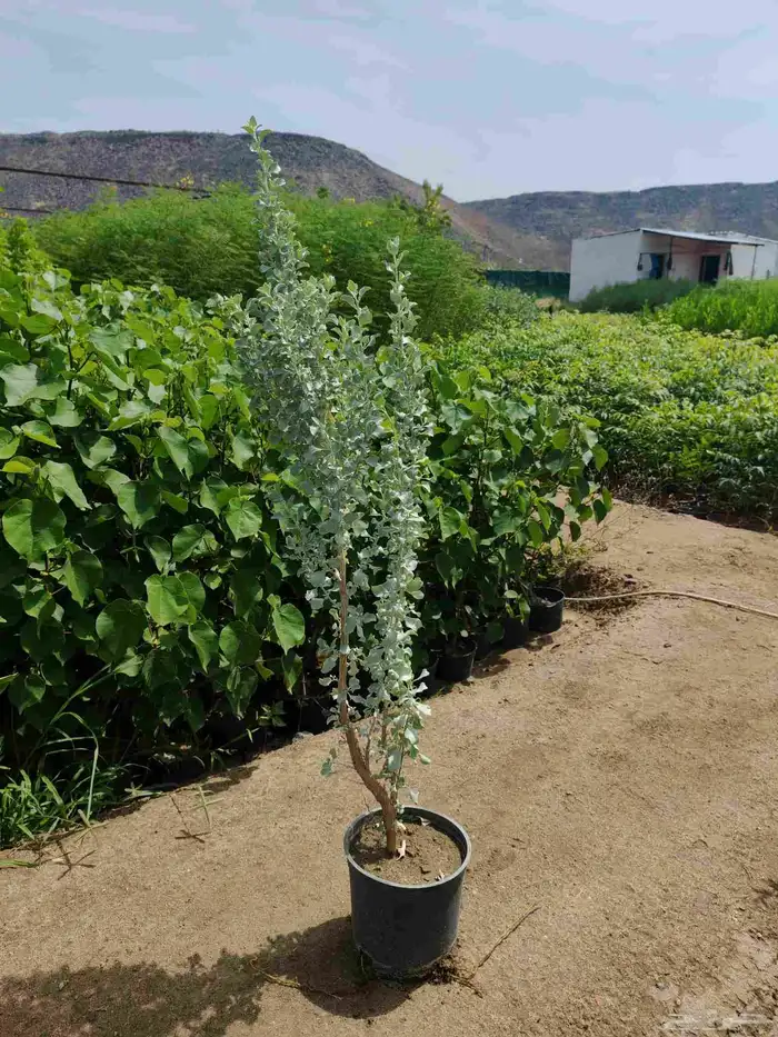 Point of sale for the tree 0