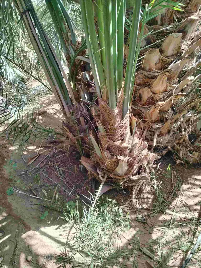 نخل اللقصيم اللبيع 2