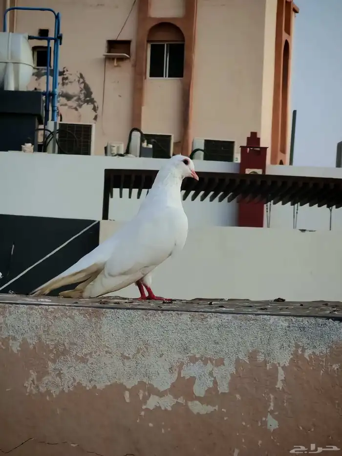 حمام للبيع 1