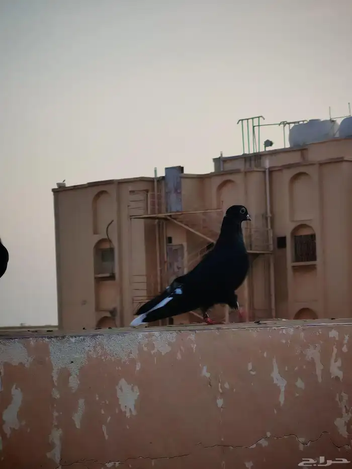 حمام للبيع 0