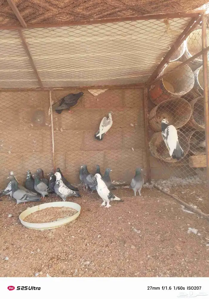 موجود حمام فرنسي سوبر جامبو 3
