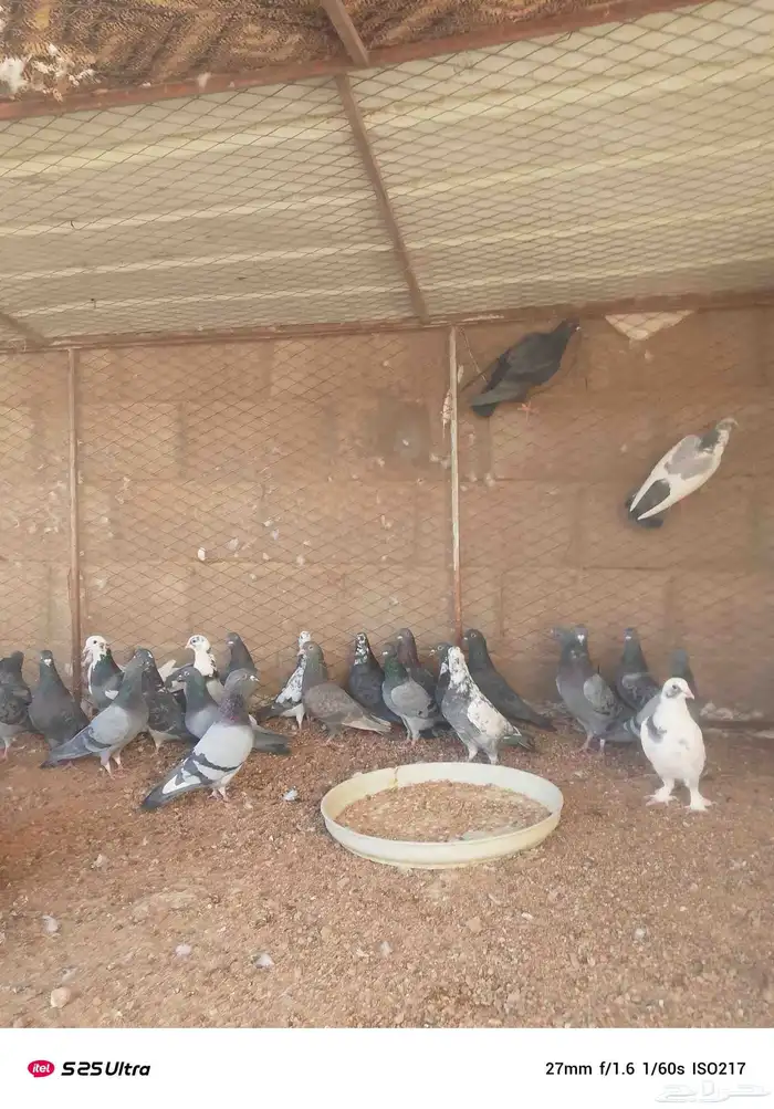 موجود حمام فرنسي سوبر جامبو 4