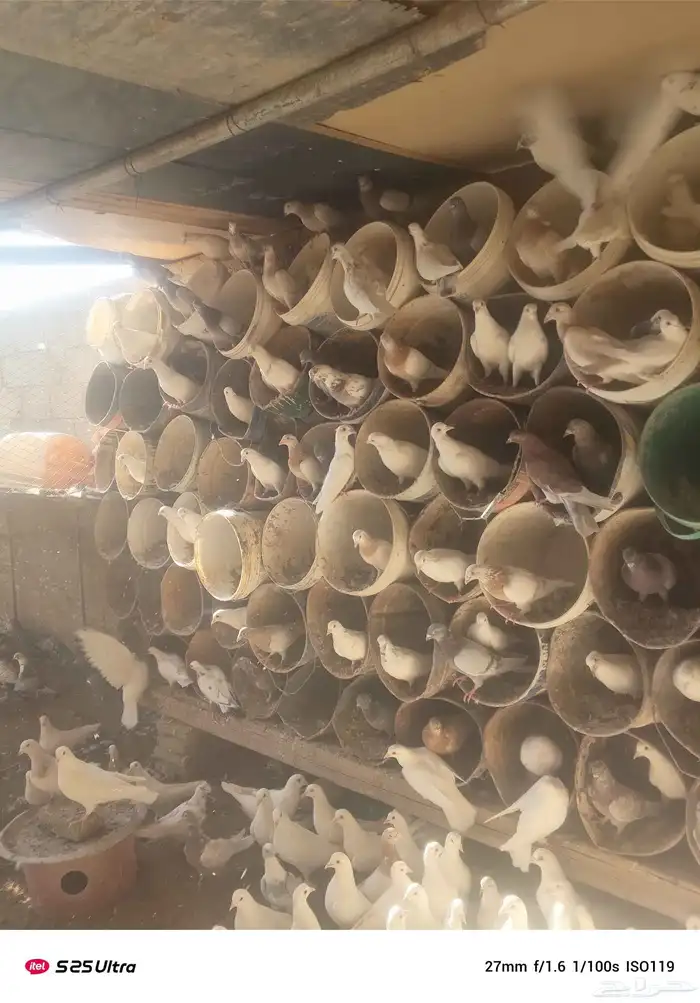 موجود حمام فرنسي سوبر جامبو 0