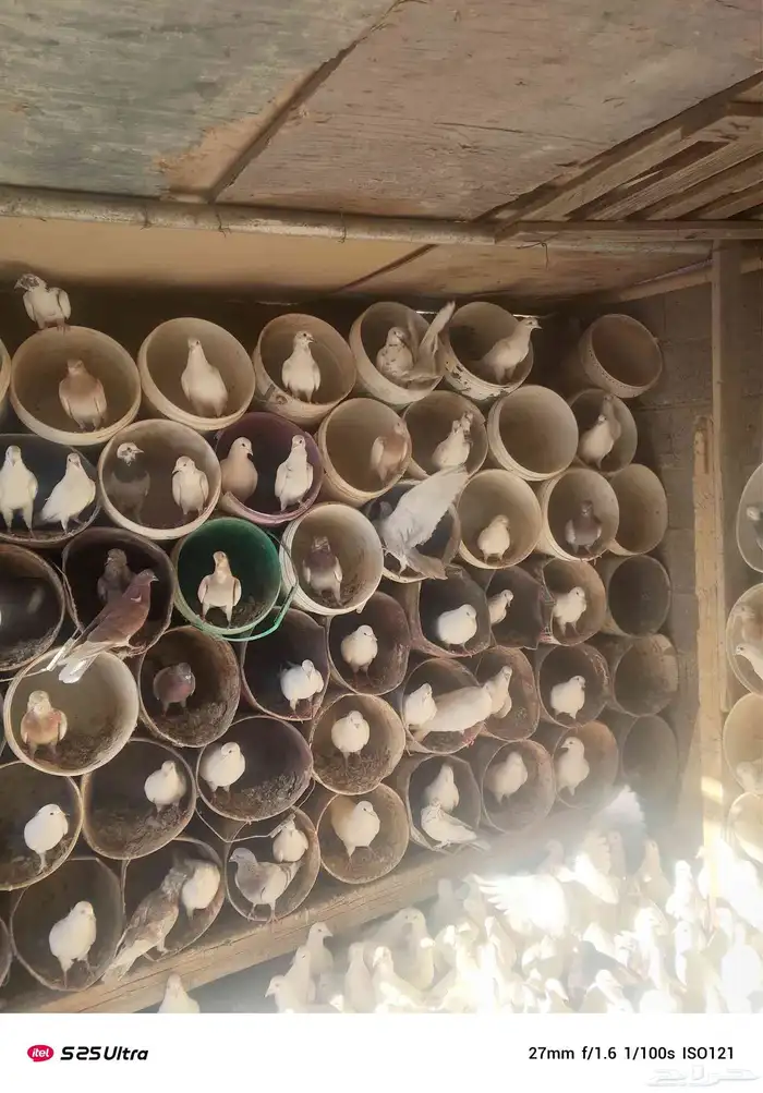 موجود حمام فرنسي سوبر جامبو 2