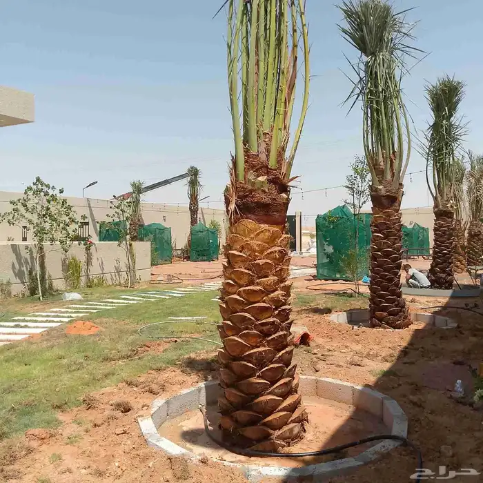 نخل 6