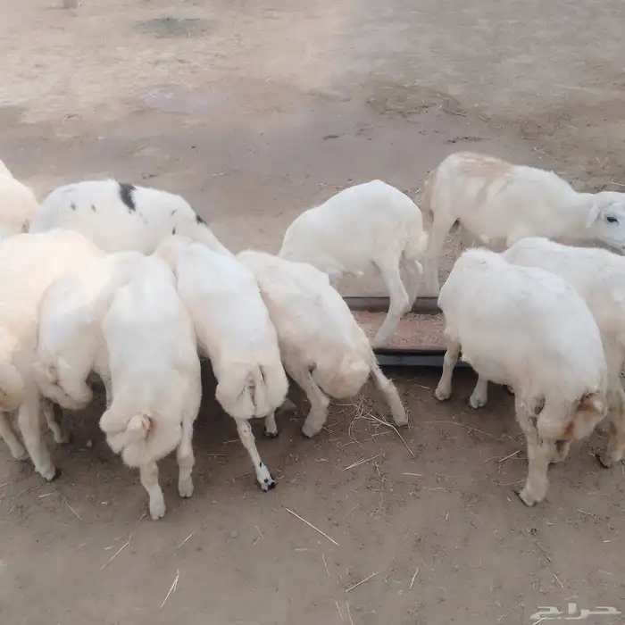 خرفان تربيه العدد25 5