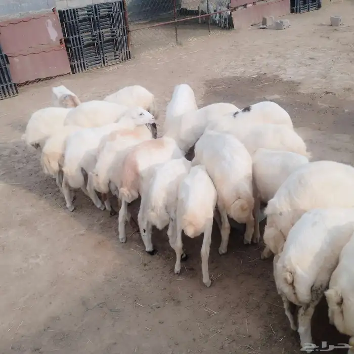 خرفان تربيه العدد25 4