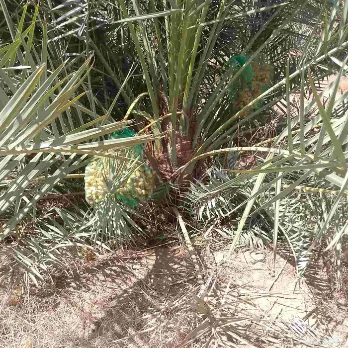 نخيل فراخه نخل. فسائل 4