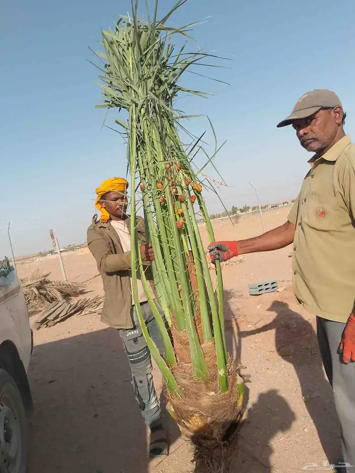 يتوفر لدينا جميع انواع النخيل 8