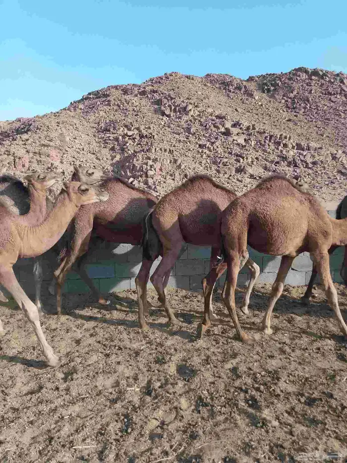 حشو 1