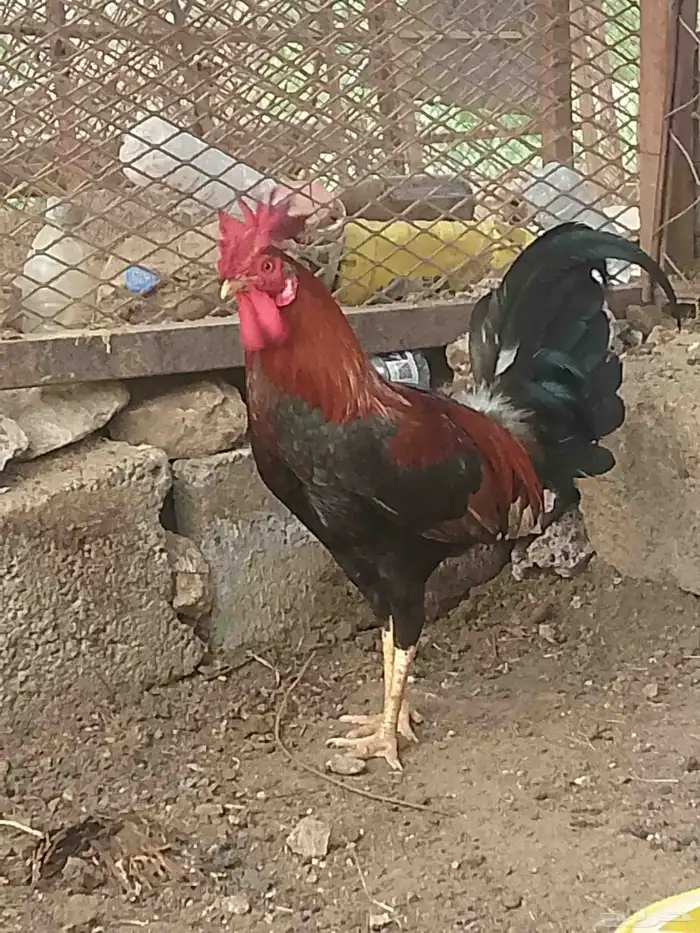 ديك عربي ترثه 13