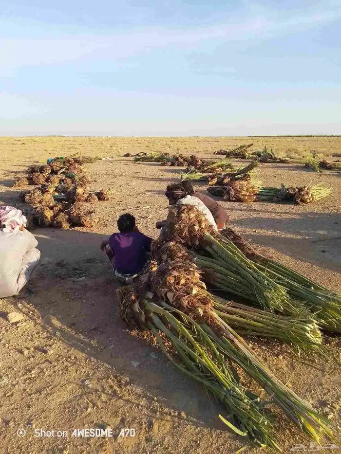 نخل بجميع انواعه نصدر إلى قطر البحرين. الكويت اليمن 10