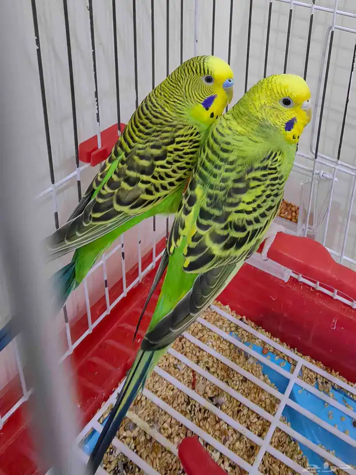 بيع طيور 1
