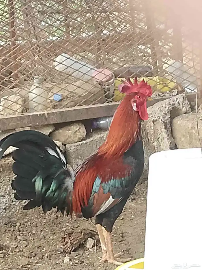 ديك عربي ترثه 10