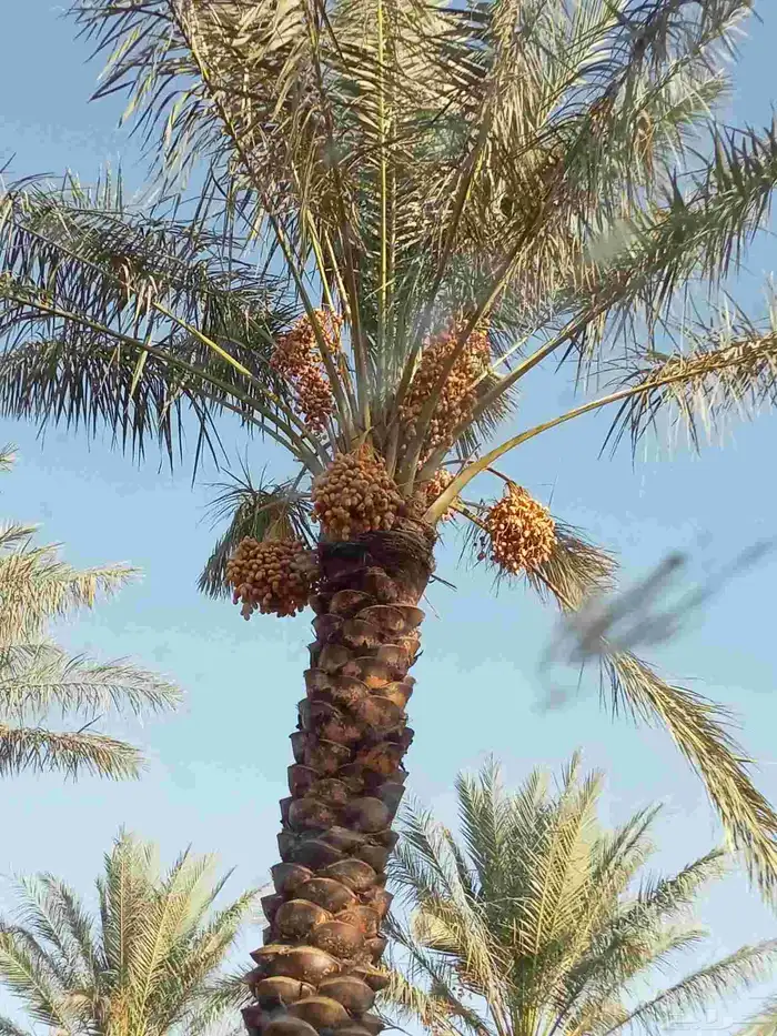 نخيل للبيع توصيل مجاني إلى مناطق المملكة العربية السعودية 0