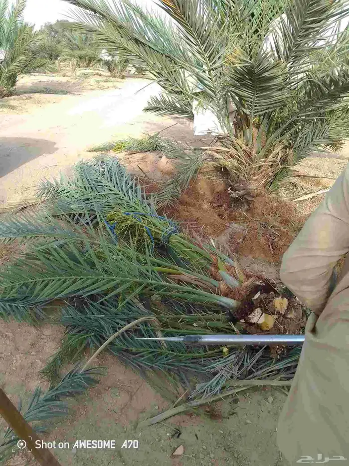 نخل بجميع انواعه نصدر إلى قطر البحرين. الكويت اليمن 4