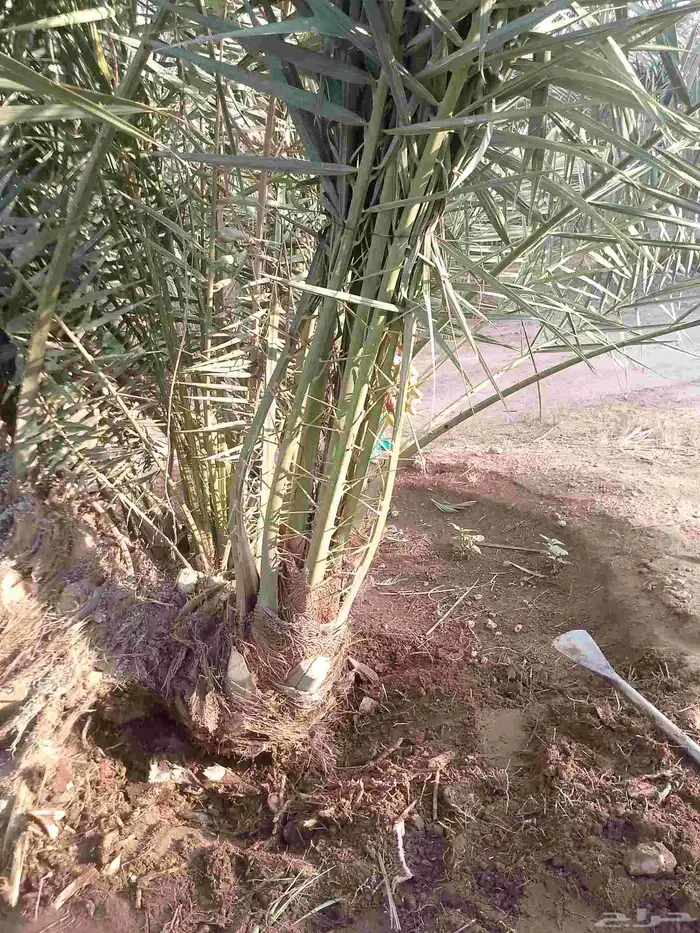 يتوفر لدينا جميع انواع النخيل 4