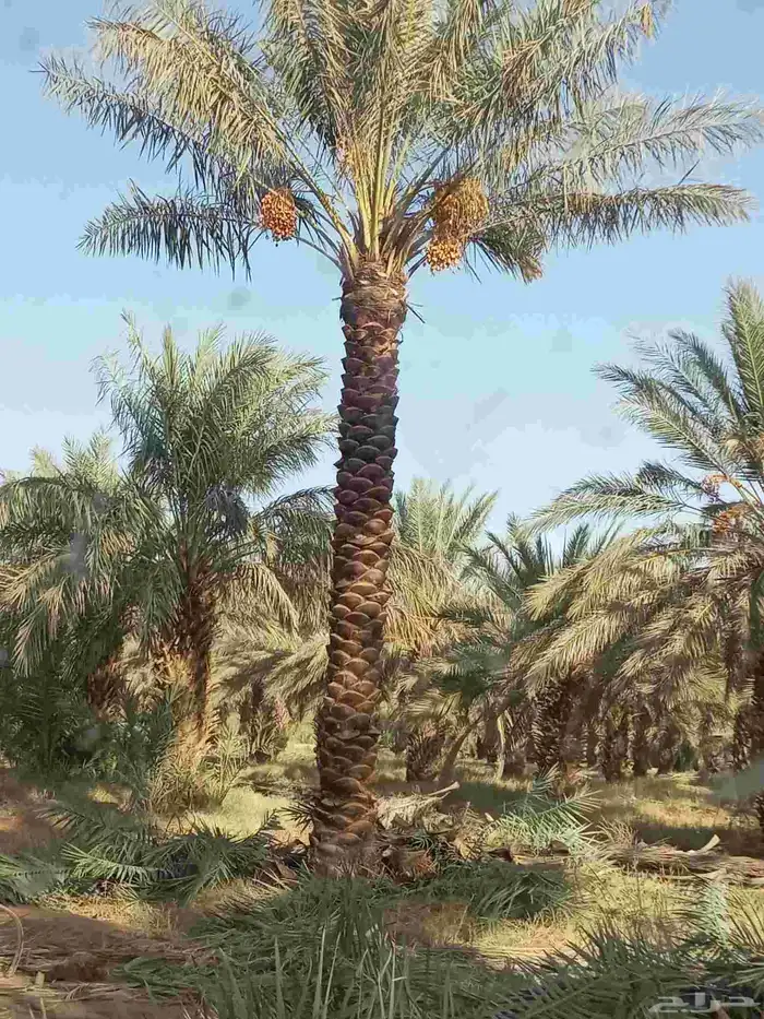 نخيل للبيع توصيل مجاني إلى مناطق المملكة العربية السعودية 4