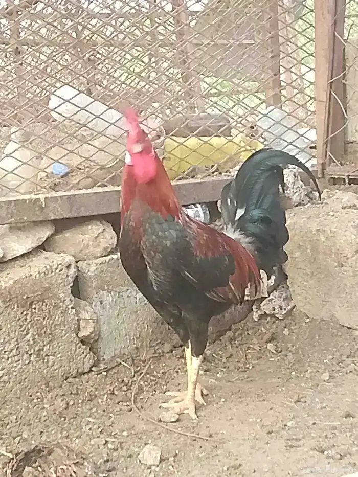 ديك عربي ترثه 12