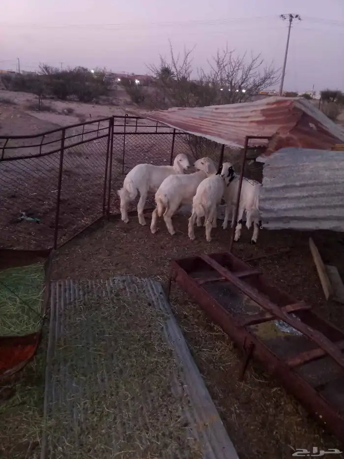 بهم للبيع طليان ورخال 0