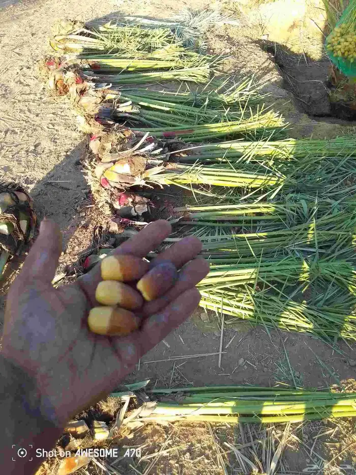 نخل بجميع انواعه نصدر إلى قطر البحرين. الكويت اليمن 9