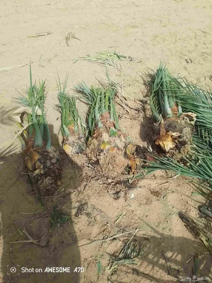 نخل بجميع انواعه نصدر إلى قطر البحرين. الكويت اليمن 6