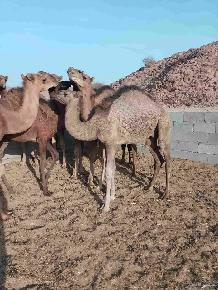 حشو 3