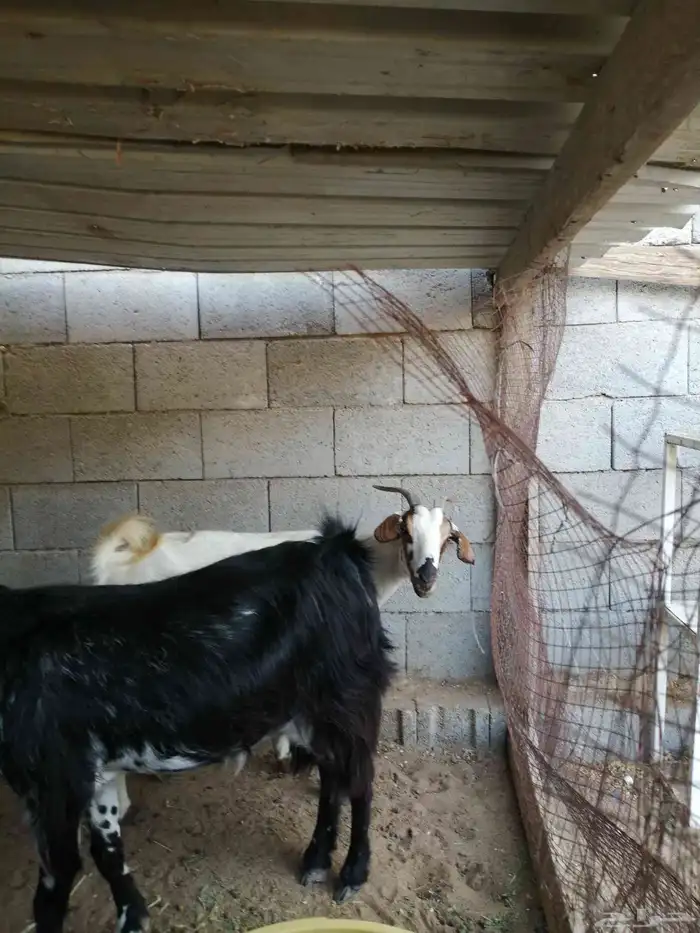 ماعز بيشي عدد 2 دفيع قريب الولادة 4