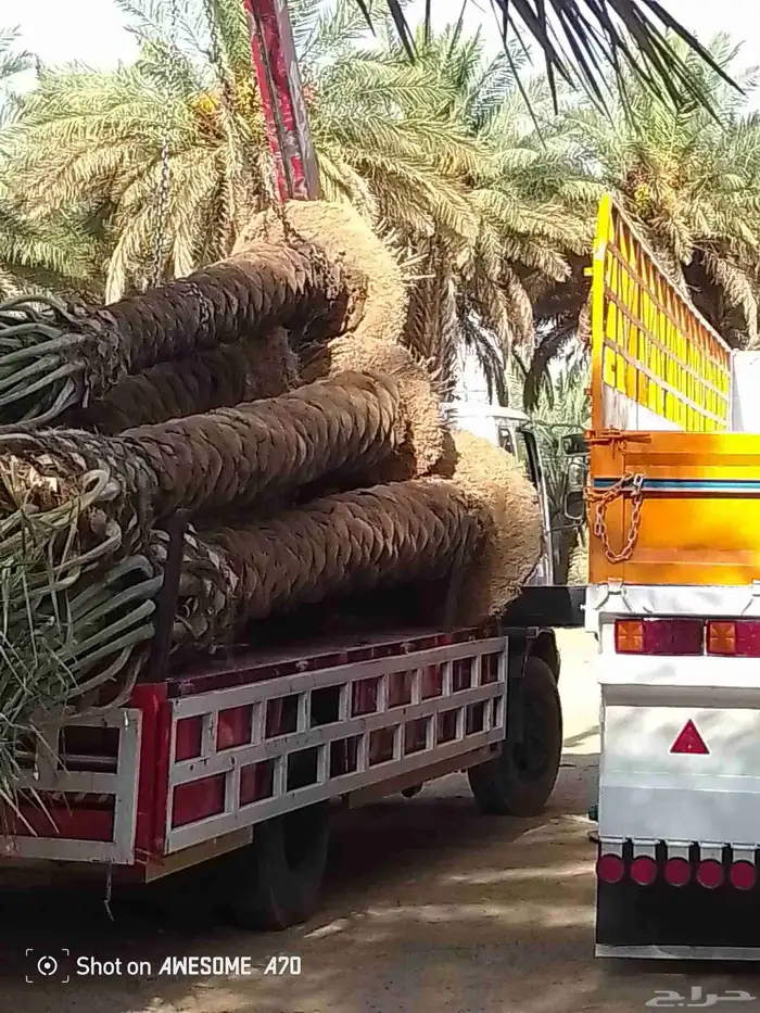 نخل بجميع انواعه نصدر إلى قطر البحرين. الكويت اليمن 0