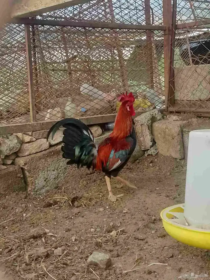 ديك عربي ترثه 11
