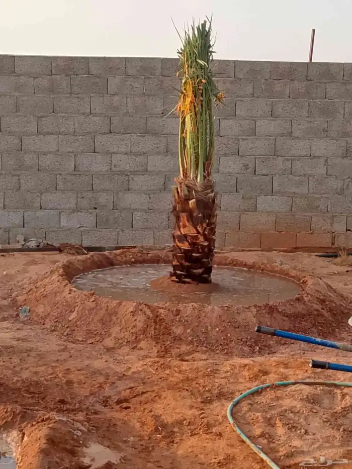 يتوفر لدينا جميع انواع النخيل 9