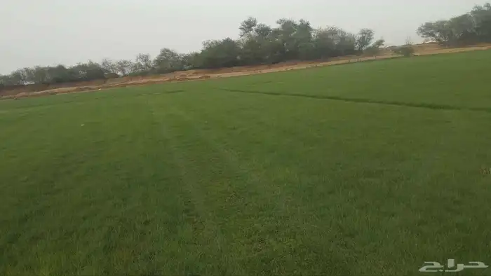 نجيل طبيعي 4