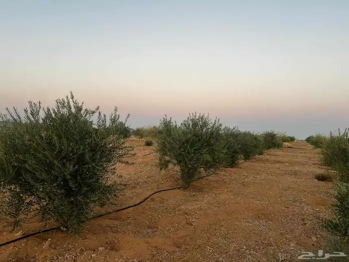 شجر زيتون صوراني محمل جاهز 1