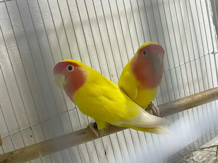 زوج روز منتج 2
