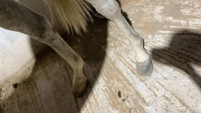 النوع الخيل فرس شعبية رقم جوال الاسم غيمة الاب مجهول 2