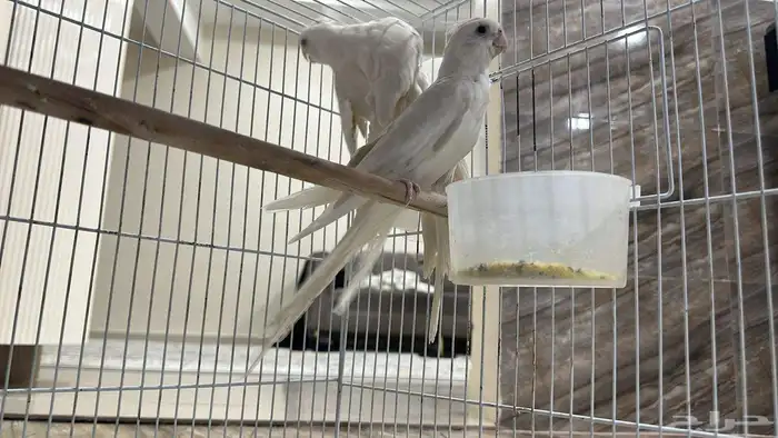 للبيع طيور كروان جوز البينو 2