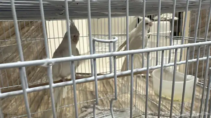 للبيع طيور كروان جوز البينو 1