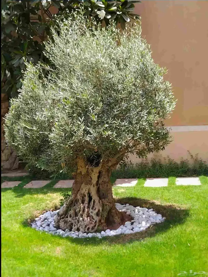زيتون معمر اشجار زيتون 0