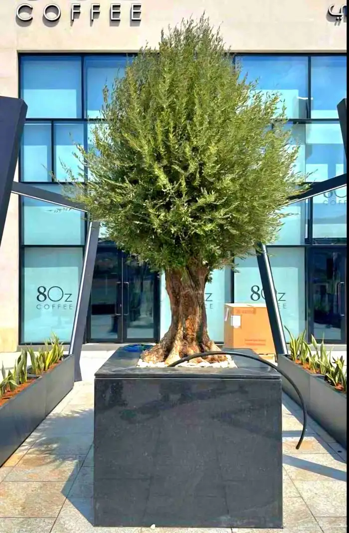 زيتون معمر اشجار زيتون 1