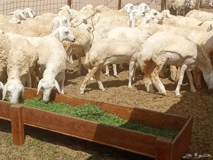 رخال العدد 85 6