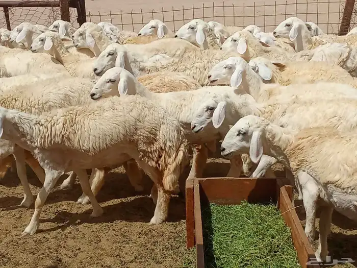 رخال العدد 85 3