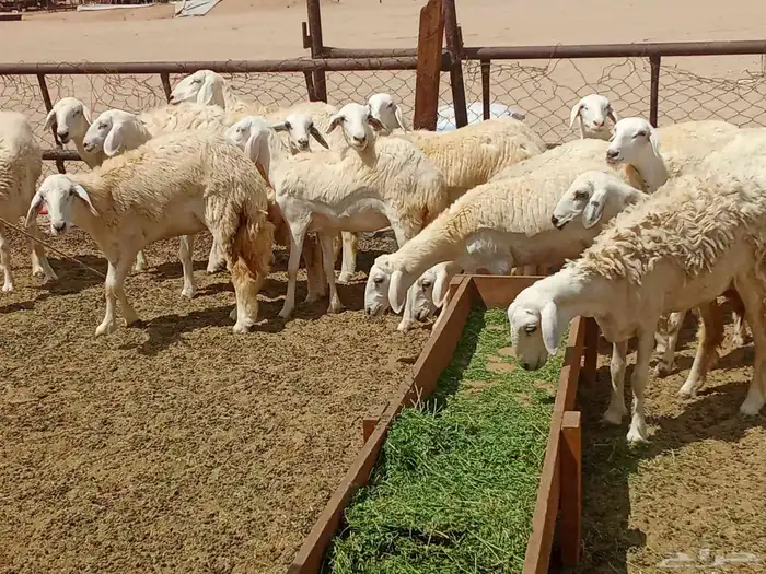 رخال العدد 85 5
