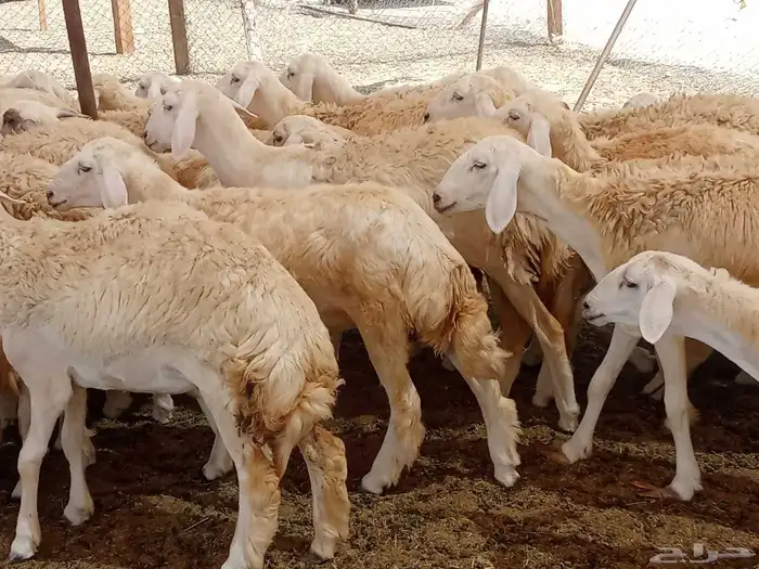 رخال العدد 85 1