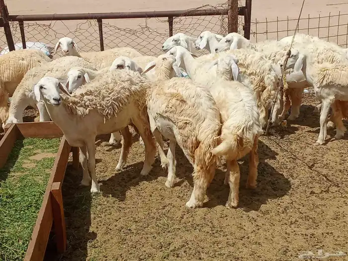 رخال العدد 85 4