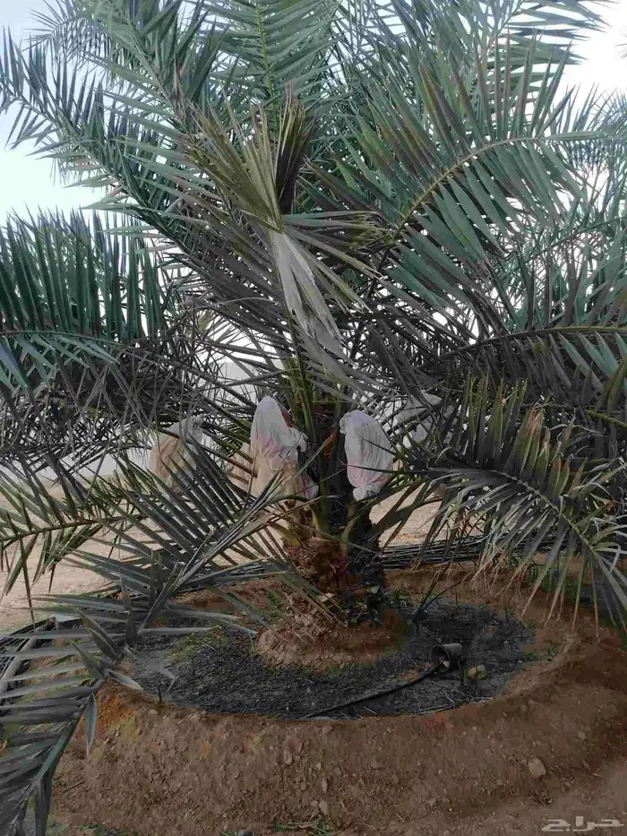 نقايل نخيل متنوعه نخل مثمر وطيب توصيل وزراعه 3