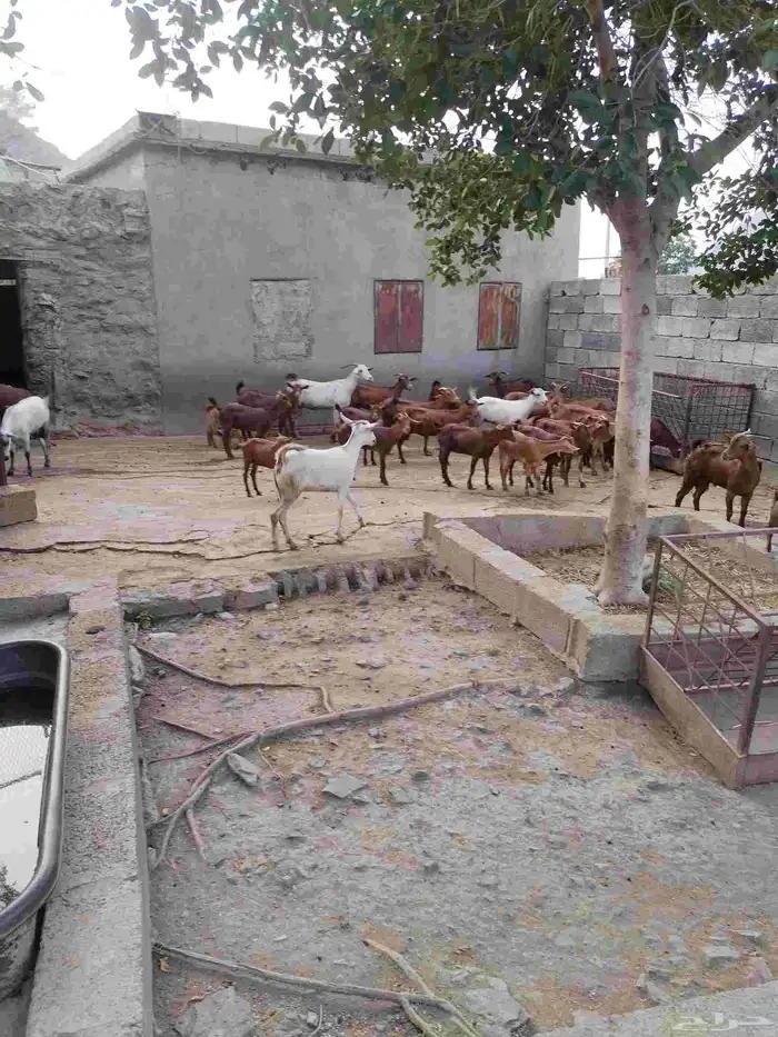 غنم بلدي للبيع 3