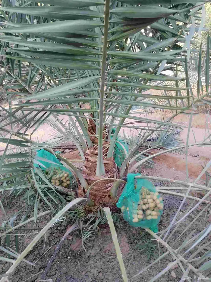 نقايل نخيل متنوعه نخل مثمر وطيب توصيل وزراعه 0