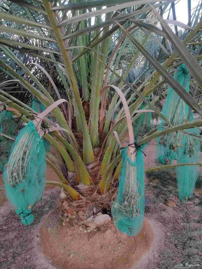 نقايل نخيل متنوعه نخل مثمر وطيب توصيل وزراعه 2