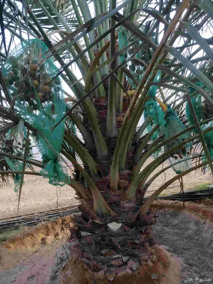 نقايل نخيل متنوعه نخل مثمر وطيب توصيل وزراعه 5